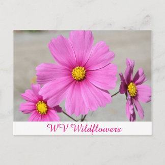 Postal Flores salvajes rosadas WV