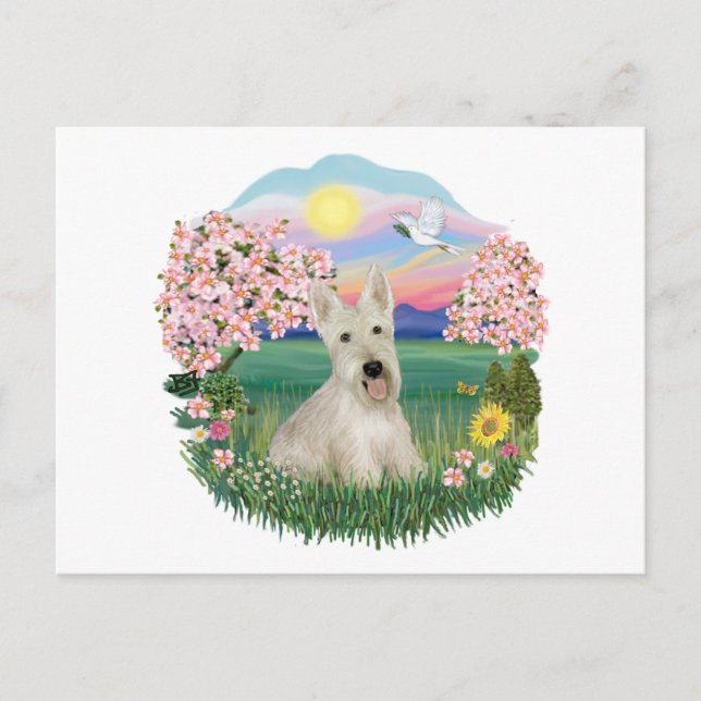 Postal Flores - Scottish Terrier Wheaten (Anverso)