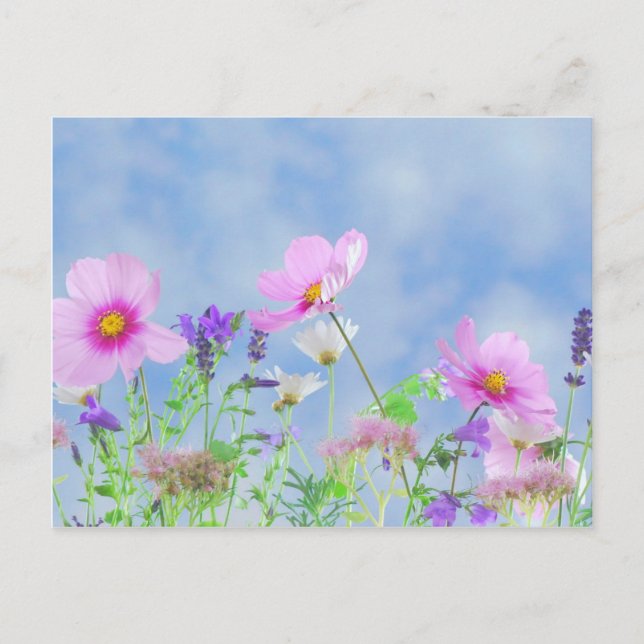 Postal Flores silvestres (Anverso)