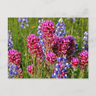 Postal Flores silvestres
