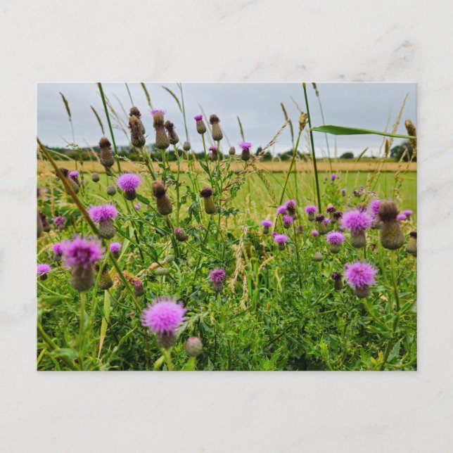 Postal Flores silvestres (Anverso)