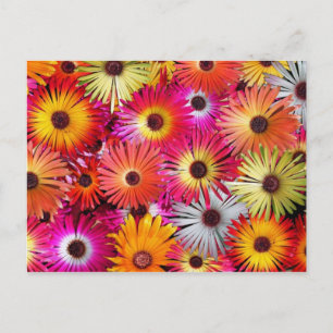 Postal flores silvestres