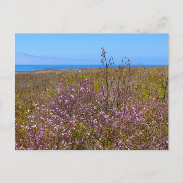 Postal Flores silvestres (Anverso)