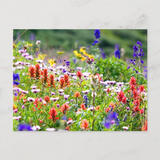 Postal Flores silvestres (Anverso)