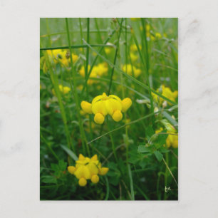 Postal flores silvestres