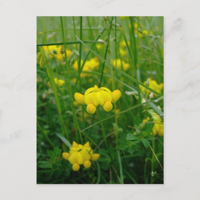 Postal flores silvestres (Anverso)