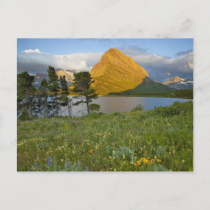Postal Flores silvestres a lo largo del lago Swiftcurrent