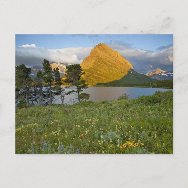 Postal Flores silvestres a lo largo del lago Swiftcurrent (Anverso)