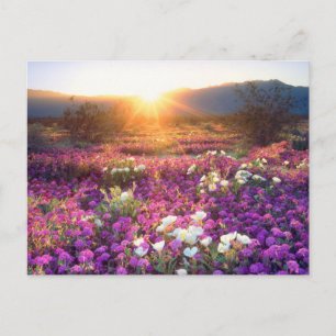 Postal Flores silvestres al atardecer   Desierto de Anza-