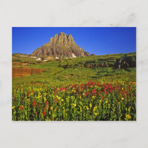 Postal Flores silvestres alpinas en el paso de Logan en e