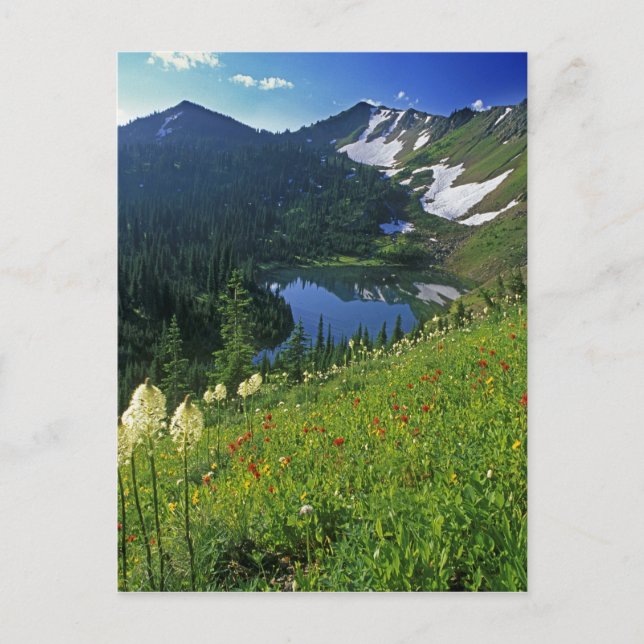 Postal Flores silvestres alpinas en Jewel Basin en (Anverso)