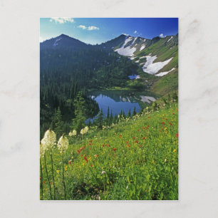 Postal Flores silvestres alpinas en la cuenca de las joya