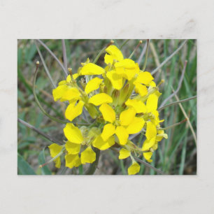 Postal Flores silvestres amarillas F14