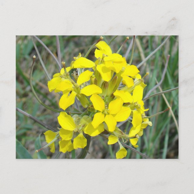 Postal Flores silvestres amarillas F14 (Anverso)