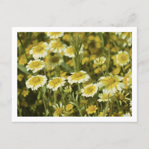 Postal Flores silvestres amarillas y blancas girasoles