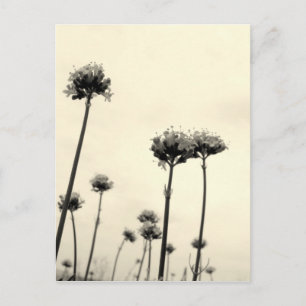 Postal Flores silvestres (B&W)