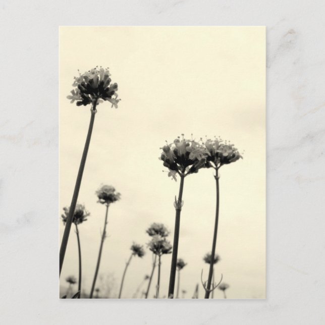 Postal Flores silvestres (B&W) (Anverso)
