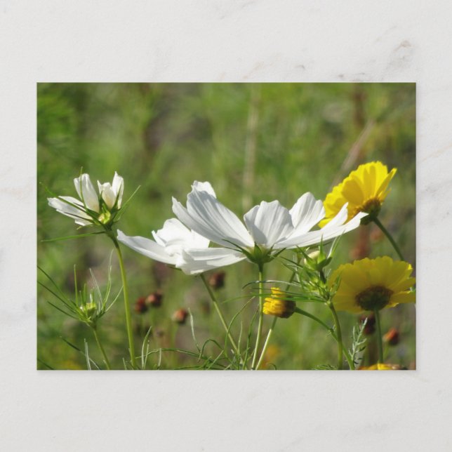 Postal Flores silvestres blancas y amarillas marean posta (Anverso)
