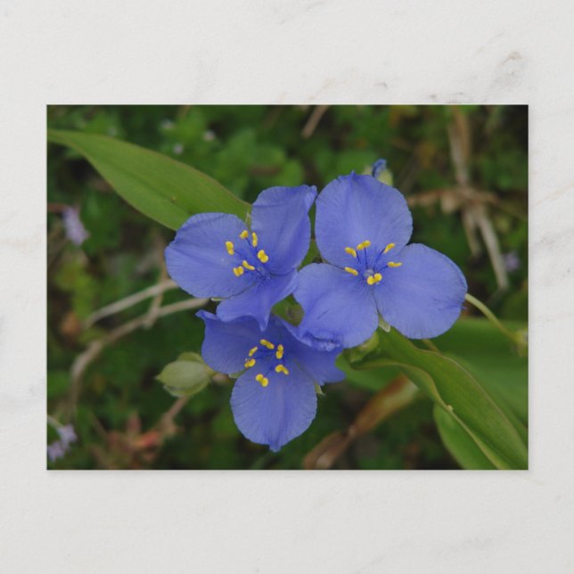 Postal Flores silvestres Blue Spiderwors Hot Springs AR R (Anverso)