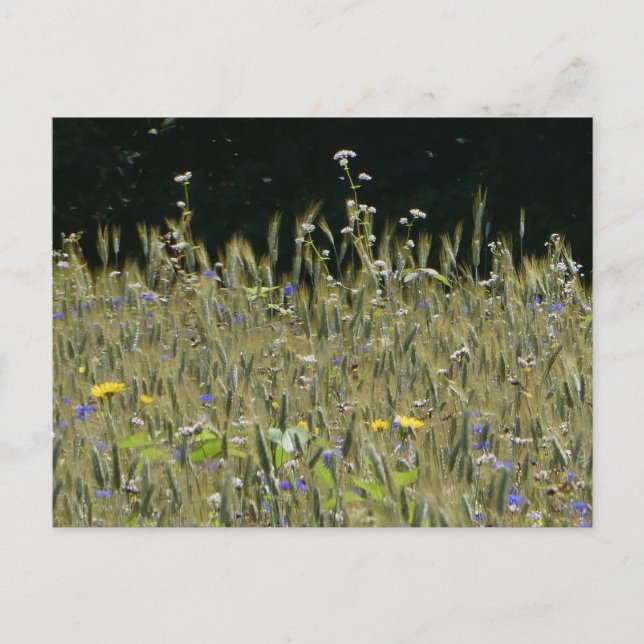 Postal Flores silvestres Campo y flores azules caradas ta (Anverso)