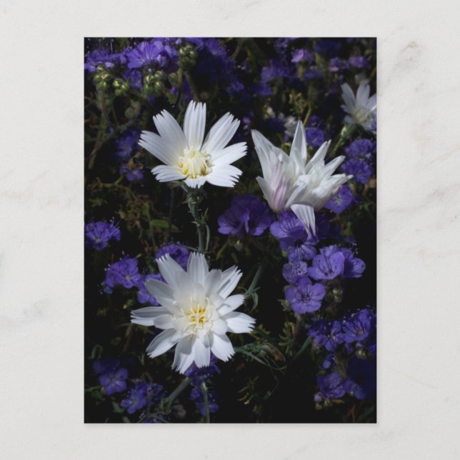Postal Flores silvestres de achicoria y Phacelia (Anverso)