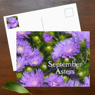 Postal Flores silvestres de Aster púrpura Fotografía flor