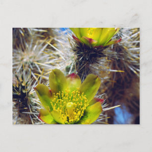 Postal Flores silvestres de cactus Cholla de plata