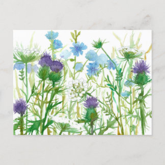 Postal Flores silvestres de chicoria de la Reina Annes La