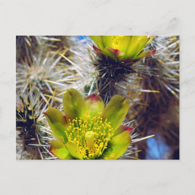 Postal Flores silvestres de Cholla (Anverso)