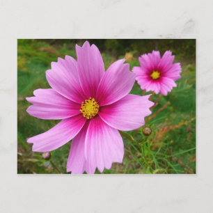 Postal Flores silvestres de cosmos rosado