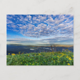 Postal Flores silvestres de Groundsel en la cordillera Sw