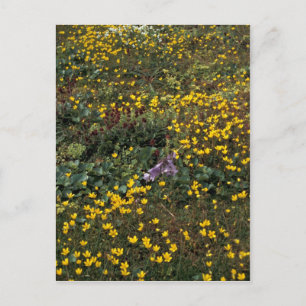 Postal Flores silvestres de Hall Island, Bog Saxifrage