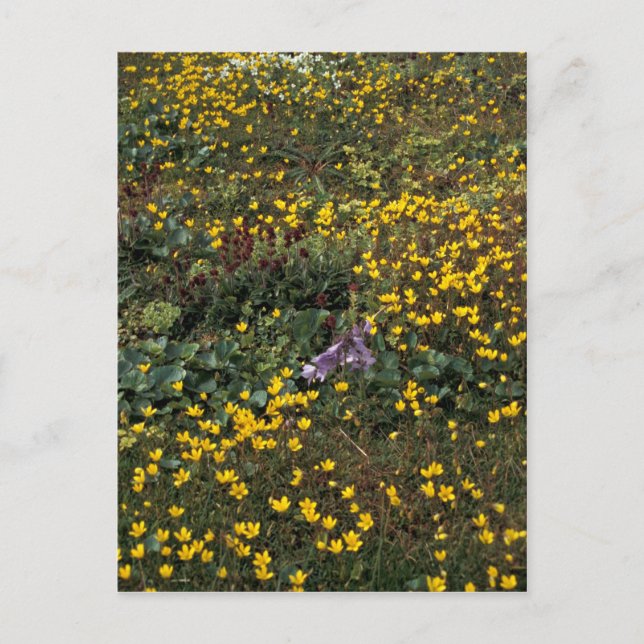 Postal Flores silvestres de Hall Island, Bog Saxifrage (Anverso)
