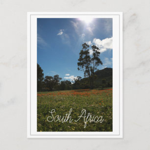 Postal Flores silvestres de la Costa Oeste de Sudáfrica