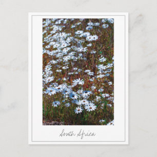 Postal Flores silvestres de la Costa Oeste de Sudáfrica