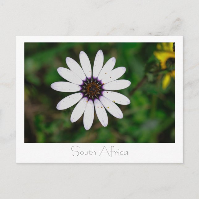 Postal Flores silvestres de la Costa Oeste Sudáfrica (Anverso)