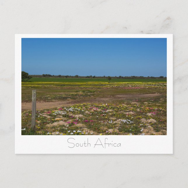 Postal Flores Silvestres de la Costa Oeste Sudáfrica SA (Anverso)