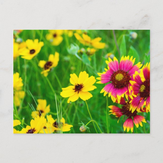 Postal Flores silvestres de la pradera en Hill Country (Anverso)