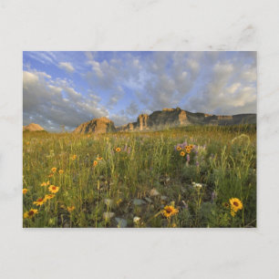 Postal Flores silvestres de la pradera en Many Glacier Va