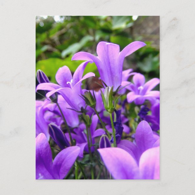 Postal Flores silvestres de Lilac fresca y asombrosa (Anverso)