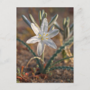 Postal Flores silvestres de lirio del desierto
