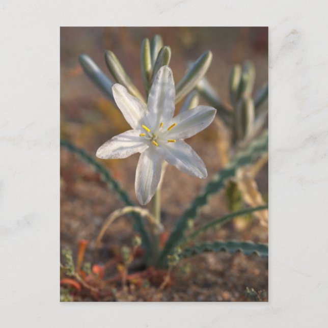 Postal Flores silvestres de lirio del desierto (Anverso)