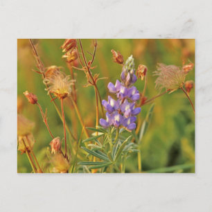 Postal Flores silvestres de Lupino y Prairie Smoke en Mon