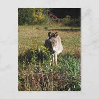 Postal Flores silvestres de otoño amarillas de la selecci