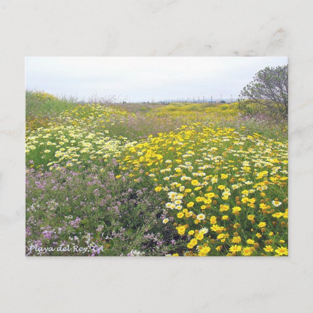Postal Flores silvestres de Playa del Rey - Mike Izzo (Anverso)
