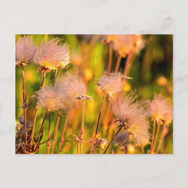 Postal Flores silvestres de Prairie Smoke en Aspen Grove (Anverso)