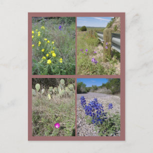 Postal Flores silvestres de Texas