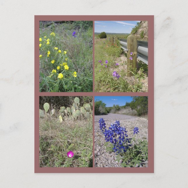 Postal Flores silvestres de Texas (Anverso)