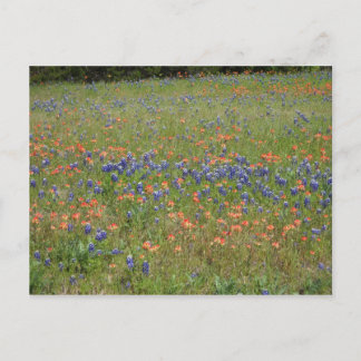 Postal Flores silvestres de Texas