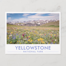 Postal Flores silvestres del Parque Nacional Yellowstone 